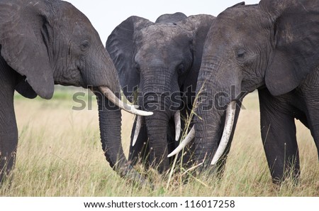 Meeting of the Minds. A group of large African Elephants huddles together. Serengeti National Park, Tanzania.