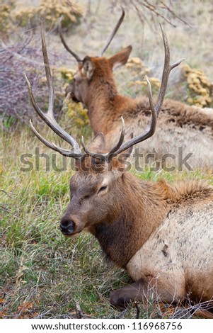 Two young male elk hang outside the herd of a larger more dominant male hoping to siphon off does. Estes Park, Colorado
