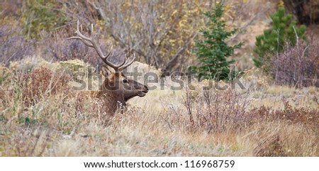 A lone bachelor bull Elk hangs outside the herd of a more dominant male hoping to siphon off cows during the fall rutting season.