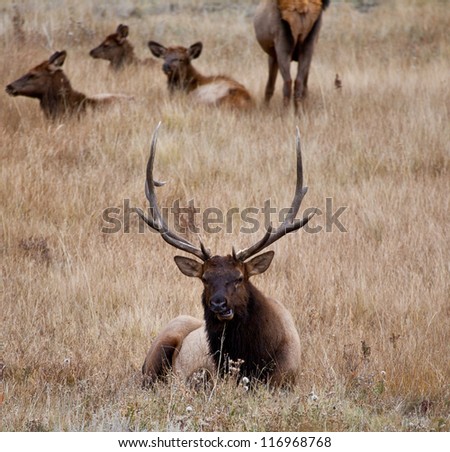 A large bull elk stands watch over his heard of does and calves during the fall rutting season. Estes Park, Colorado.