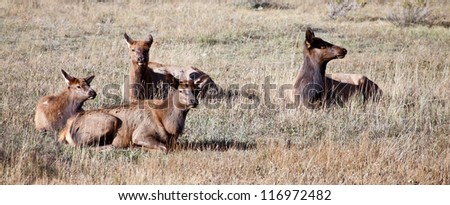 A herd of does and calves graze on the dry grasses of Rocky Mountain National Park during the fall rutting season. Colorado