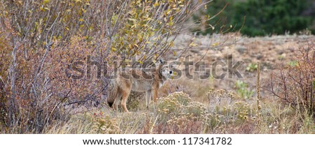 A coyote looks into the distance looking for prey. Estes Park, Colorado