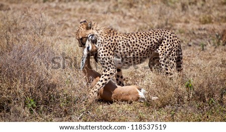 A n Adult female cheetah attempts to find shade to allow her body to cool after a full sprint to catch a Thompson\'s Gazelle. Serengeti National Park, Tanzania