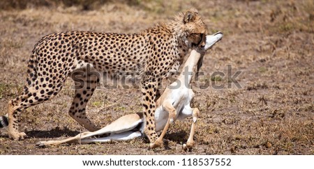 A n Adult female cheetah attempts to find shade to allow her body to cool after a full sprint to catch a Thompson's Gazelle. Serengeti National Park, Tanzania