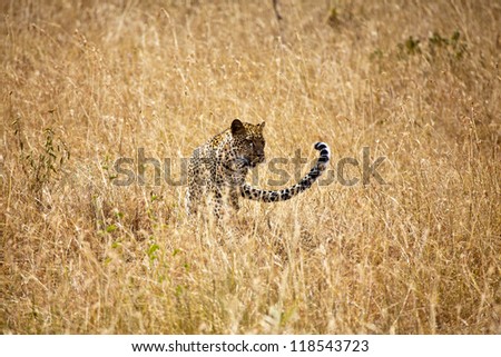 A large adult Leopard looks through the tall grasses of the savanna in search of his next meal. Serengeti National Park, Tanzania