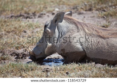 The warthogs cover themselves in mud in order to blend into the soil. Serengeti National Park, Tanzania