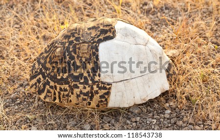 The shell of a Leopard Tortoise lies on the savanna. Serengeti National Park, Tanzania