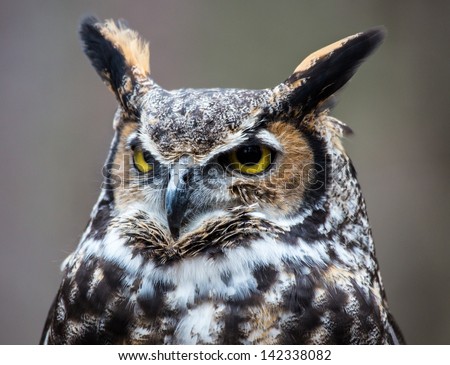 A Great Horned Owl looks into the distance as he searches for his next meal.