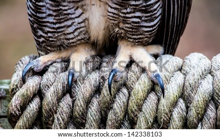 The Talons of a Great Horned Owl as it stands on a braided rope.