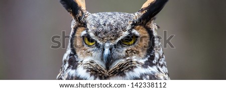 A Great Horned Owl looks into the distance as he searches for his next meal.