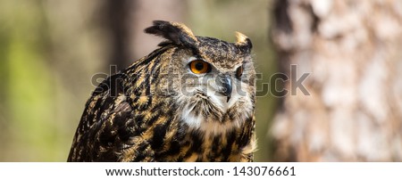 An adult Eurasian Eagle Owl in all of its majesty. Piercing orange eyes and wide wing span. Carolina Raptor Center