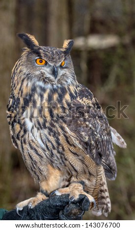 An adult Eurasian Eagle Owl in all of its majesty. Piercing orange eyes and wide wing span. Carolina Raptor Center