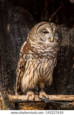 A Barred Owl portrait on a spring day. Carolina Raptor Center, North Carolina