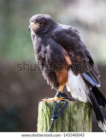 A Harris Hawk glares into the distance looking his next meal. Carolina Raptor Center