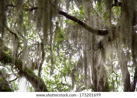 The famous spanish moss hanging on the oaks of Savannah\'s lovely squares. Savannah, Georgia