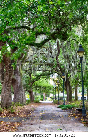 Savannah Georgia\'s, many parks are filled with huge Southern Live Oaks covered with Spanish Moss. Beautiful after a rain.