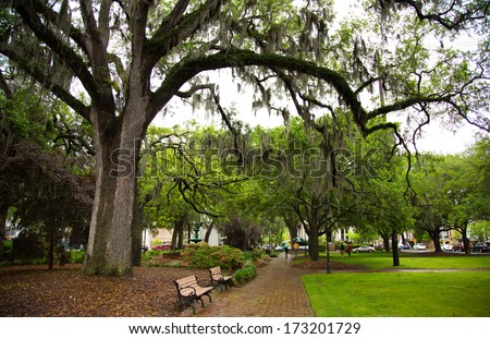 Savannah Georgia's, many parks are filled with huge Southern Live Oaks covered with Spanish Moss. Beautiful after a rain.
