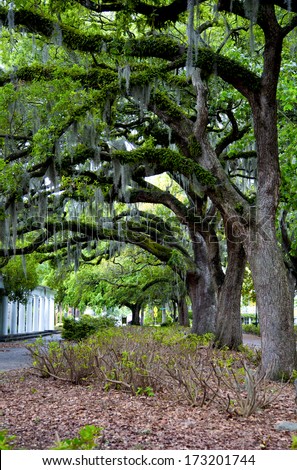 The famous live Southern Live Oaks covered in Spanish Moss growing in Savannah\'s historic squares. Savannah, Georgia