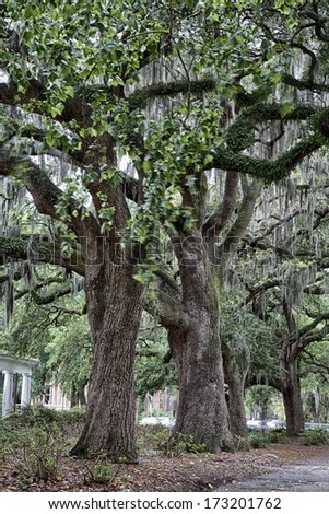 The famous live Southern Live Oaks covered in Spanish Moss growing in Savannah\'s historic squares. Savannah, Georgia