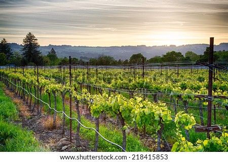 Sunset over vineyards in California\'s wine country. Sonoma county, California