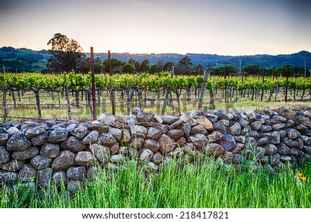 Sunset over vineyards in California\'s wine country. Sonoma county, California