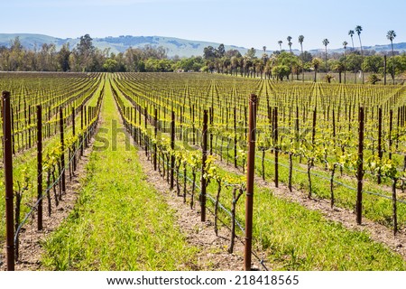 Vineyards line the rolling hills of California\'s Wine Country. Sonoma County, California.