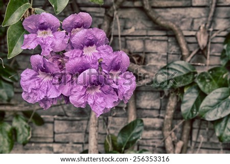 A purple flowering vine on the side of a building in Colombia.