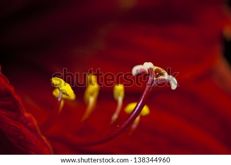 Stamens and a pestle of a red lily close up