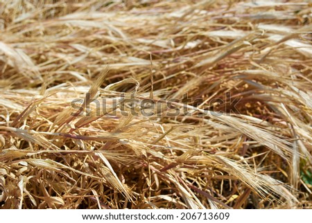Yellow rye  spikelets  lying on the earth under the sun. Wheat field
