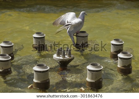 picture of a pigeon perched on a spout