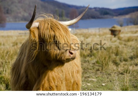 Highland Cow in Scottish Highlands