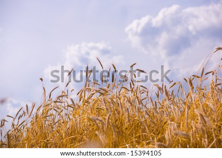 Golden wheat ready for harvest growing in a farm field under blue sky. Soft focus.