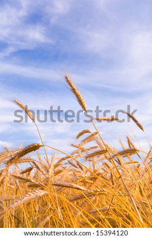 Golden wheat ready for harvest growing in a farm field under blue sky. Soft focus.