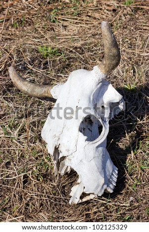 The white cow skull on the ground