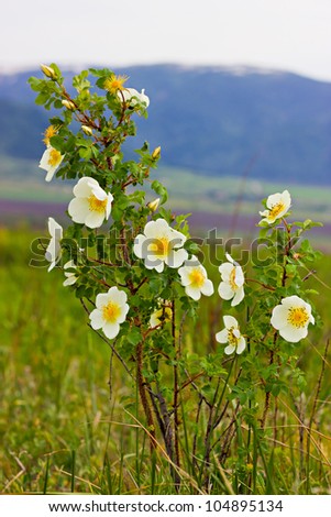 The wild rose bush with white flowers in the field