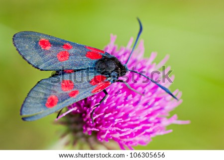 Butterfly with black and red wings on the clover flower