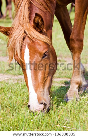 The closeup head of the bay horse feeding in the field