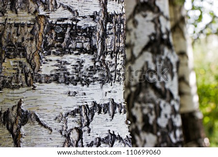 The birches\' trunks standing one after another with focus on first one