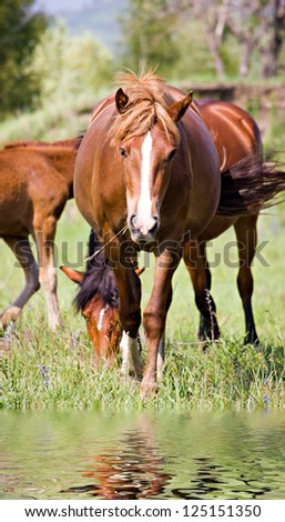 The bay horse feeding in the field before the water
