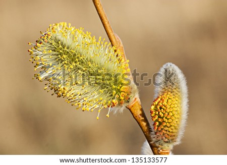 Two willow buds on the stem by the spring