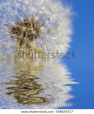 Overblown dandelion head macro with reflection in water