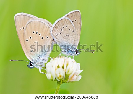 Macro two blue butterflies mating on the white flower against green background