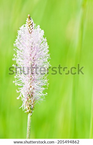 Plantain flower blossoms by summer against green background