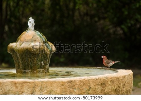 Small red and brown bird sets on edge of old fountain staring up at flowing water.
