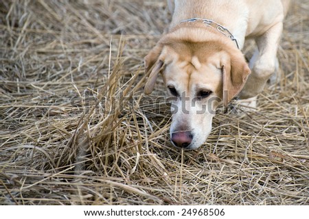 Sniffing Dog