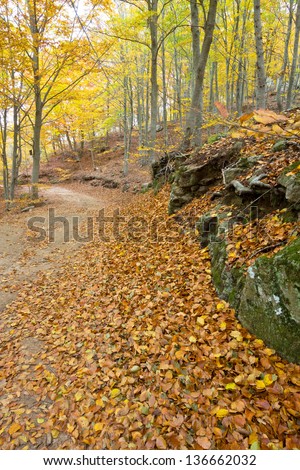 Montseny Natural Park in the fall with all colours of trees in Catalonia (Spain)