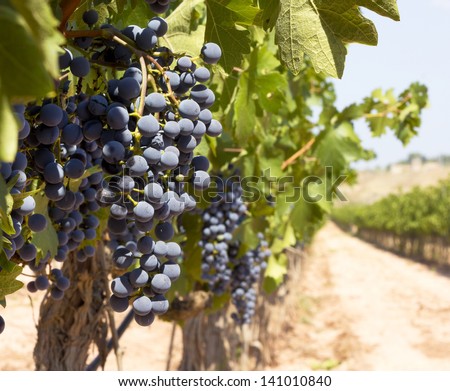 Wine grapes on a vine in Catalonia (Spain)
