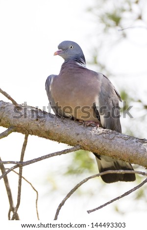 Common Wood Pigeon (Columba palumbus), From the family of pigeons, is the largest. Is at especially in the Iberian Peninsula, Europe. This photo is from Catalonia.
