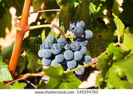 Wine grapes on a vine in Catalonia (Spain)