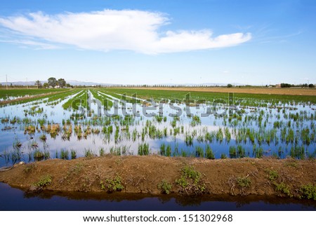 Fields with small water filled ditches and canals, with rice growing in Delta del Ebro, Tarragona, Catalonia (Spain)